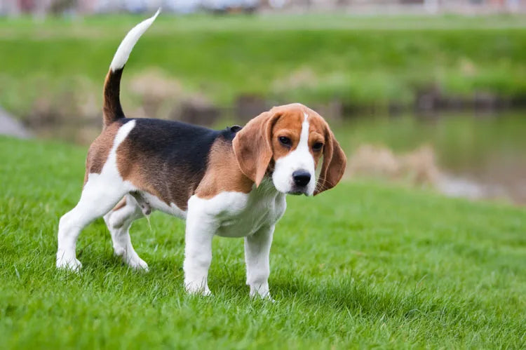 Stainless Steel Beagle Dog Pendant Necklace Pendant